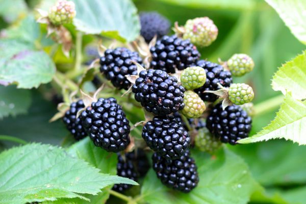 Blackberry Bush Removal in Ankeny