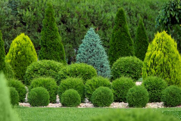 Bush Shaping Service in Ankeny