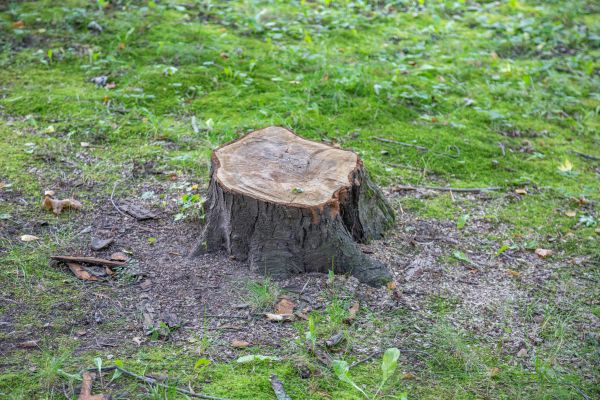 Bush Stump Removal in Ankeny
