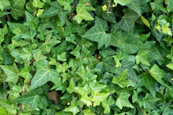 English Ivy Removal in Ankeny