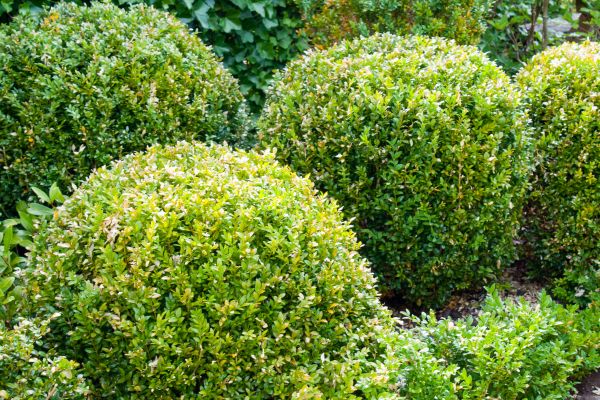 Landscape Trimming Service in Ankeny