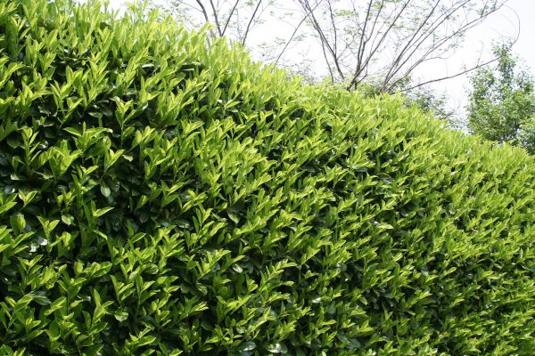 Laurel Removal in Ankeny