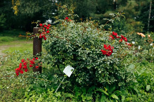 Rose Bush Removal in Ankeny