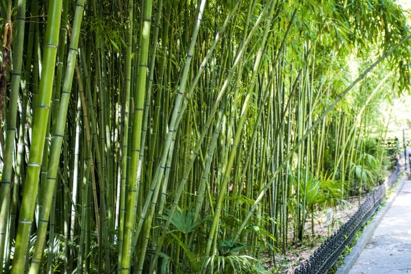 Bamboo Root Removal in Ankeny