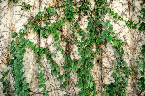 Vine Removal Service in Ankeny
