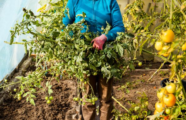 Garden Plant Removal in Ankeny
