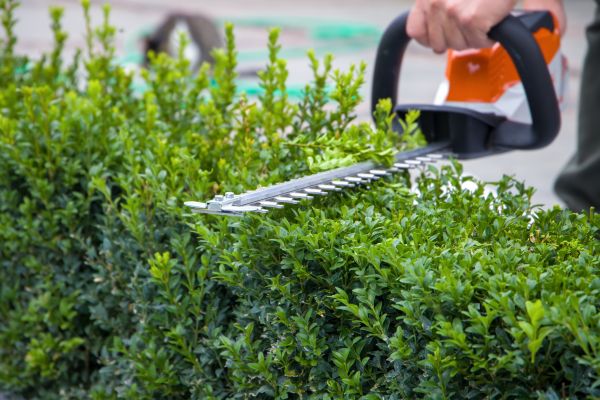 Hedge Shearing in Ankeny