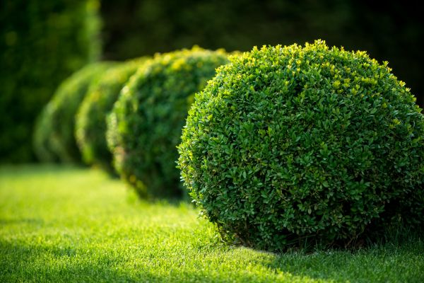 Bush Pruning in Ankeny