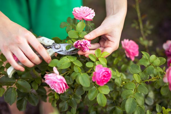 Rose Shearing in Ankeny