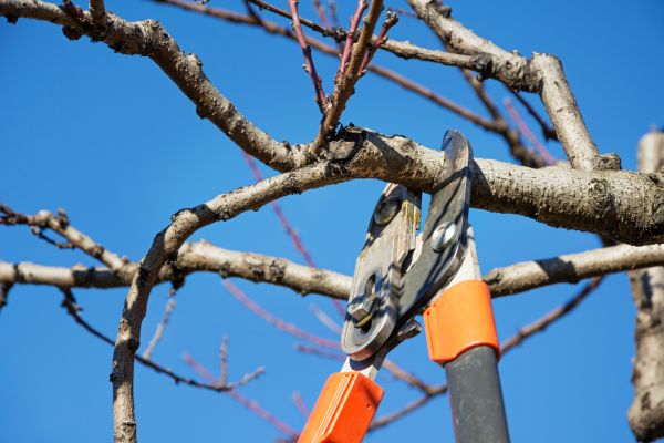 Selective Pruning in Ankeny