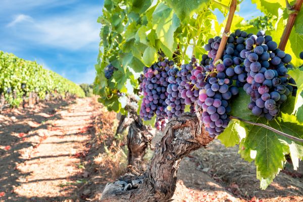 Grapevine Pruning in Ankeny