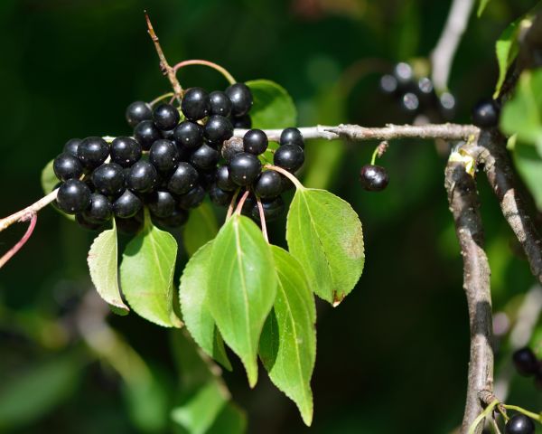Buckthorn Removal in Ankeny