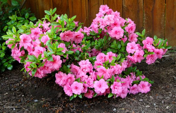 Azaleas Removal in Ankeny