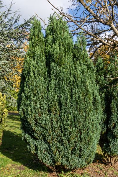 Juniper Trimming in Ankeny