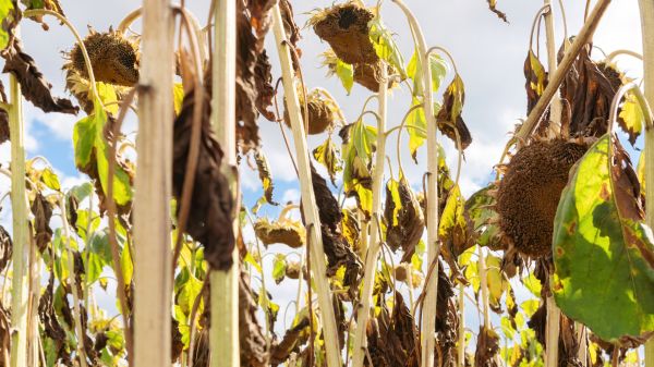 Dead Plant Removal in Ankeny
