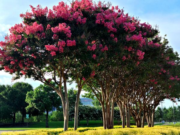 Crepe Myrtle Pruning in Ankeny