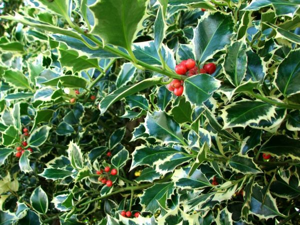 Holly Bushes Trimming in Ankeny