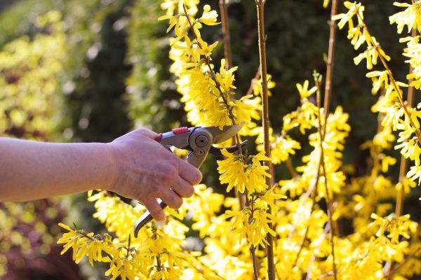 Forsythia Pruning in Ankeny