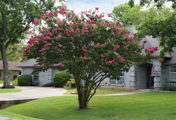 Crepe Myrtle Trimming in Ankeny