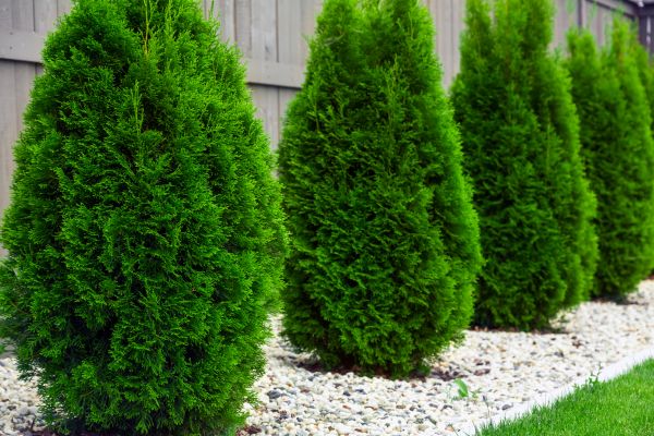 Arborvitae Removal in Ankeny