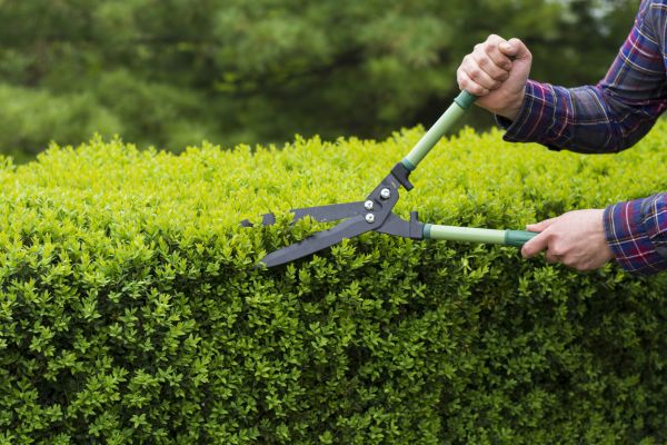 Evergreen Shrub Pruning in Ankeny