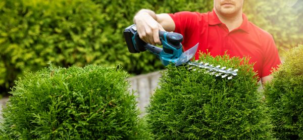 Hedge Shaping Service in Ankeny