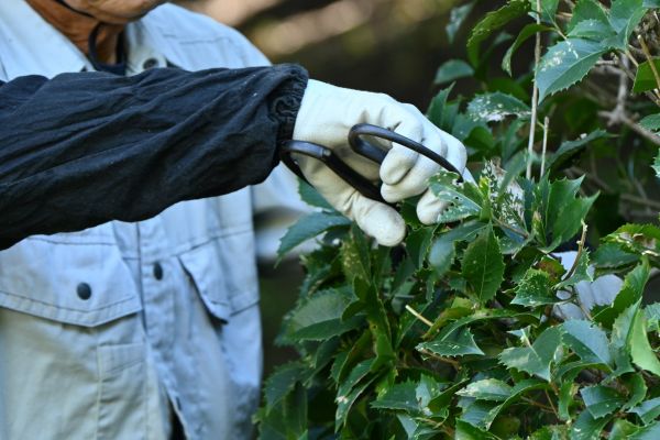 Holly Pruning in Ankeny
