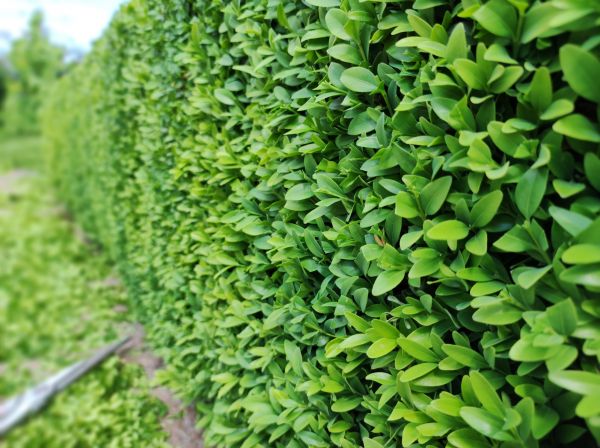Boxwood Pruning in Ankeny