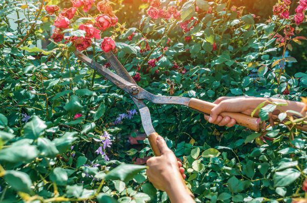 Knockout Roses Pruning in Ankeny