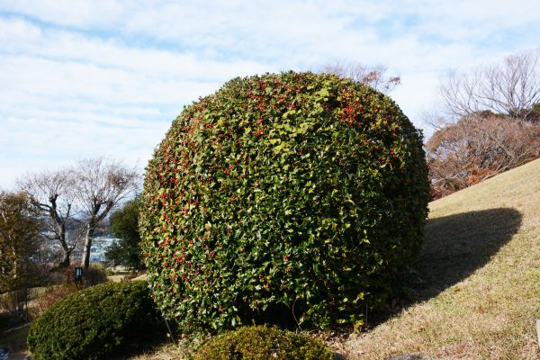 Holly Shrub Pruning in Ankeny