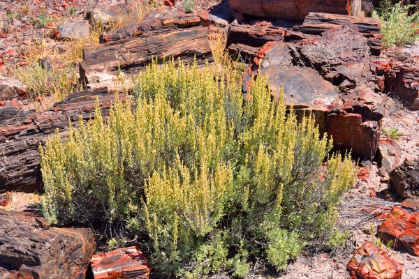 Sagebrush Removal in Ankeny