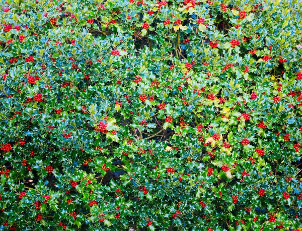 Holly Bush Removal in Ankeny