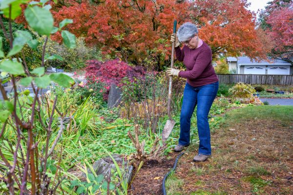 Dead Bush Removal in Ankeny