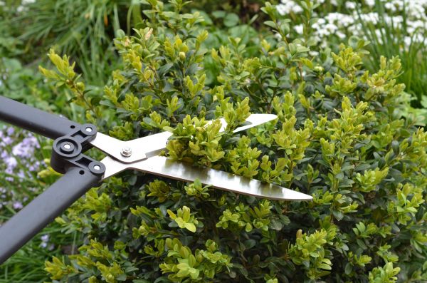 Boxwood Trimming in Ankeny