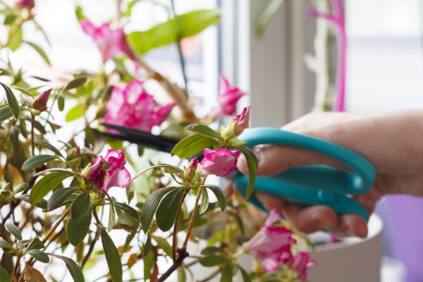 Azalea Pruning in Ankeny