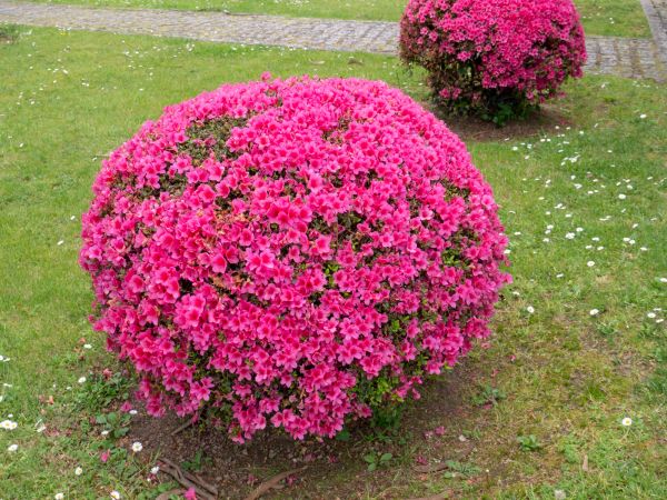 Rhododendron Pruning in Ankeny
