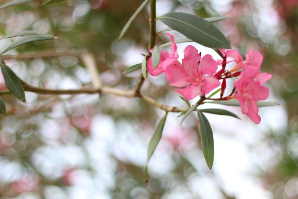 Oleander Removal in Ankeny