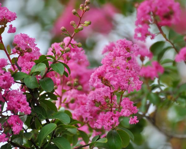 Crepe Myrtle Removal in Ankeny