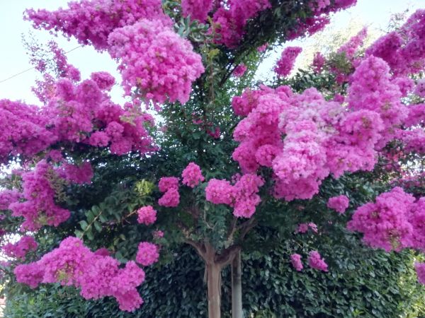 Crape Myrtle Pruning in Ankeny