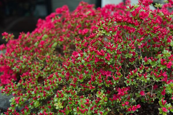Weigela Removal Service in Ankeny