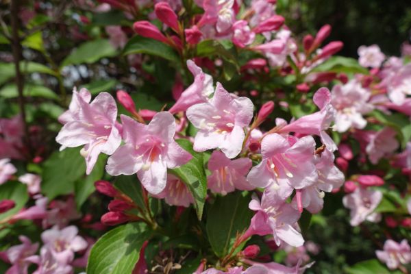 Weigela Pruning Service in Ankeny