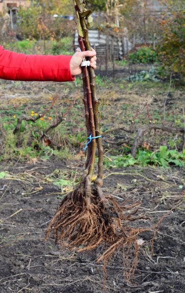 Shrub Root Removal in Ankeny