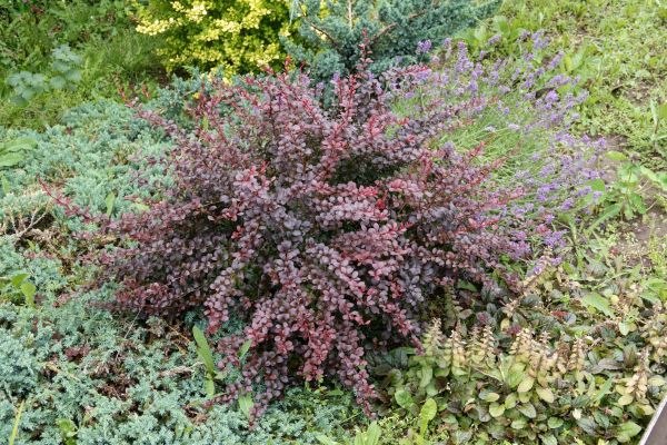 Japanese Barberry Removal in Ankeny