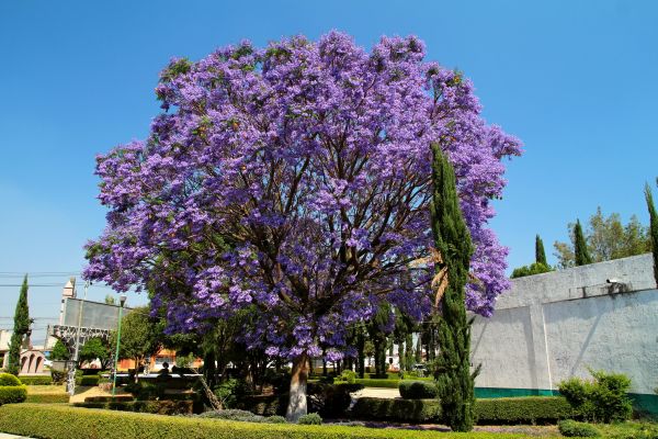 Jacaranda Pruning in Ankeny