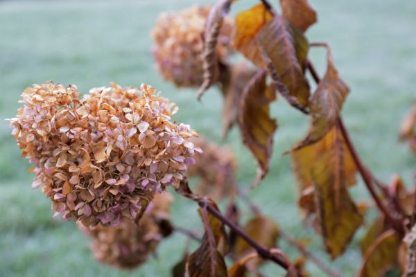Hydrangea Removal in Ankeny