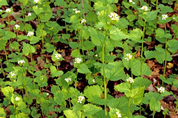 Garlic Mustard Removal in Ankeny
