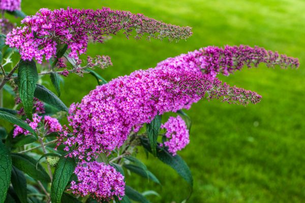 Butterfly Bush Removal in Ankeny