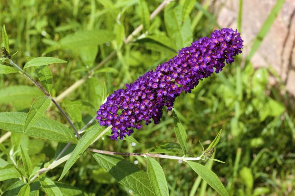 Butterfly Bush Pruning in Ankeny