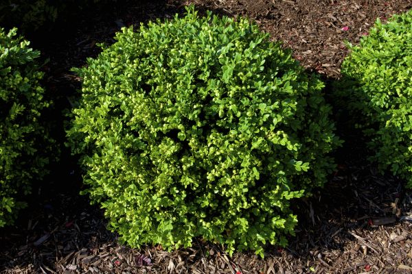Boxwood Removal in Ankeny