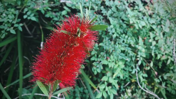 Bottlebrush Pruning in Ankeny